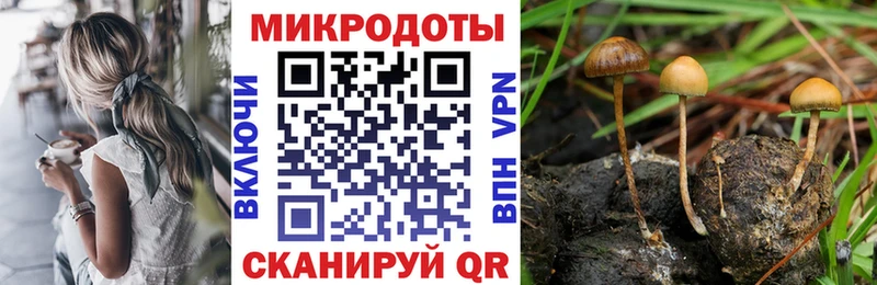 Купить где  Электрогорск  Галлюциногенные грибы Psilocybe 